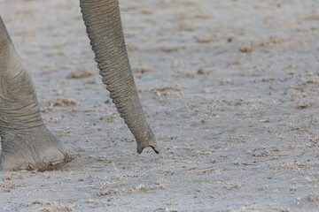 closeup of an elephant trunk