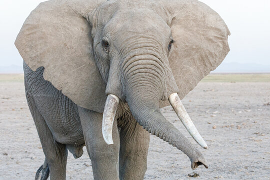 closeup of a elephat