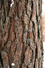 Textured plant bark of a pine tree with weathered texture and detailed crevices and rough surface