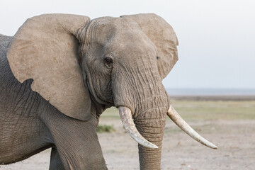 elephant on the savanah