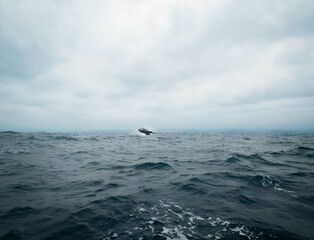 Obraz premium whale watching