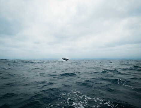 whale watching