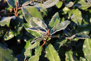 Close-up of Eleagnus x Ebbingei bush covered by frost. Eleagnus bush also called japanese Goumi in...