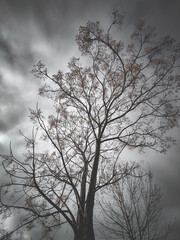 tree in the fog with clouds and dramatic weather , tree's silhouette in autumn