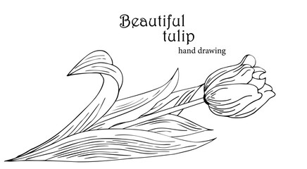 Fototapeta premium Beautiful realistic flowers, tulips. The composition is drawn by hand. Great idea for invitations, posters, cards, backgrounds, for printing and layout, etc.
