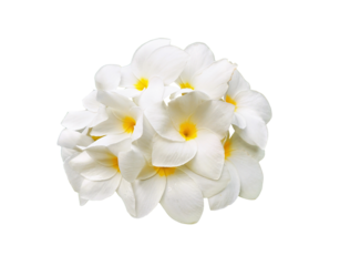 Group of frangipani flowers isolated on transparent background.