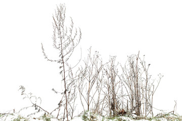 Dry sagebrush and grass isolated on white, winter photo