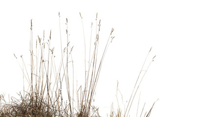 Dry coastal reed and grass isolated on white, natural winter photo - obrazy, fototapety, plakaty