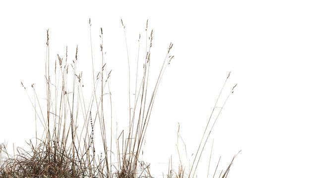 Dry coastal reed and grass isolated on white, natural winter photo