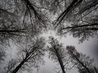 silhouette of a tree