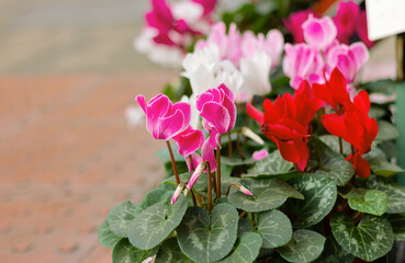 colorful blooming cyclamen on street, spring flowers