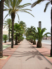Barcelona, Spain - June 15 2006 - A long, narrow pathway near the seaside, lined by palm trees in Barcelona Spain.  Image has copy space.
