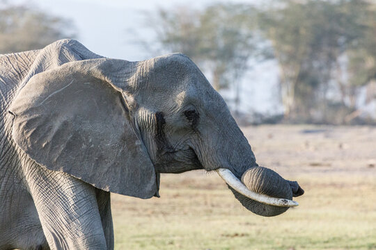 closeup of a elephat