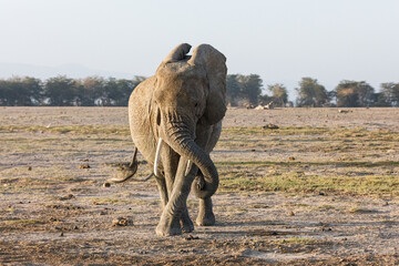 Obraz premium elephant on the savanah