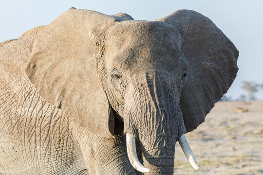 closeup of a elephat