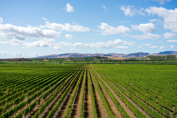 Symmetrische grüne Weinreben auf einem Feld in Neuseeland in den Marlborough Sounds mit blauem Himmel und Wolken.