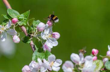 A shaggy bumblebee flies up to the flower of a blooming apple tree to collect nectar and pollinate...