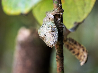 The Mossy leaf-tailed gecko, Uroplatus sikorae, has camouflage coloration and a large flat tail. Ranomafrana. Madagascar