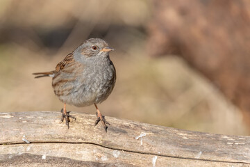 Dunnock (Prunella modularis) perched on a branch in the forest in winters.