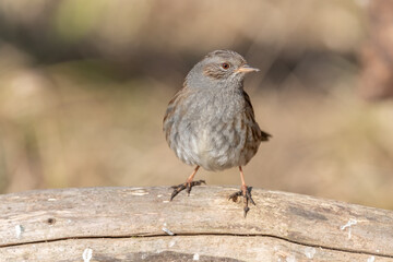 Dunnock (Prunella modularis) perched on a branch in the forest in winters.