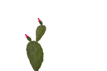 Opuntia cochenillifera growing in the city forest is in bloom this season