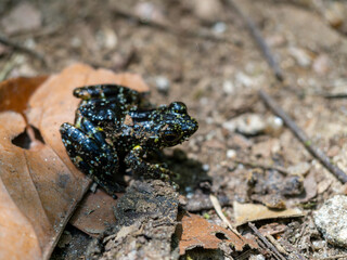 Beautiful frog, Mantidactylus lugubris. He is sitting on a wet stone by the water. Ranomafana National Park. Madagascar