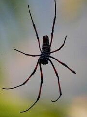 The large spider Trichonephila inura catches insects in its webs. Madagascar wildlife