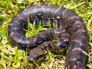 Obraz premium Madagascar tree boa, Sanzinia m. volontany, lying in the grass. Ranomafana National Park. Madagascar