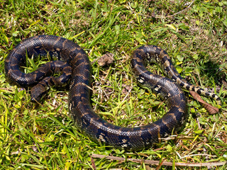 Madagascar tree boa, Sanzinia m. volontany, lying in the grass. Ranomafana National Park. Madagascar