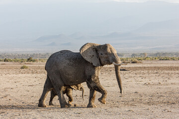 mother and baby elephants