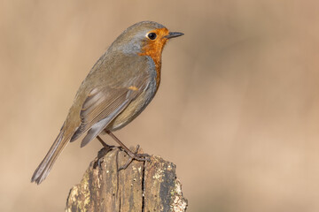 European Robin (Erithacus rubecula) perched on a branch in the forest in winters.