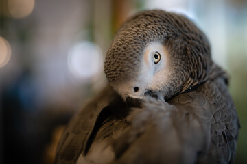 鋭い眼光のヨウム