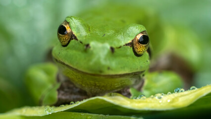 Uśmiechnięta rzekotka drzewna