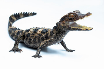 The Dwarf Caiman (Paleosuchus trigonatus), also known as Schneider's Dwarf Caiman, is a crocodilian from South America. It is the second-smallest species of the family Alligatoridae.