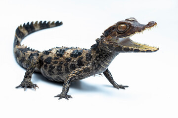 The Dwarf Caiman (Paleosuchus trigonatus), also known as Schneider's Dwarf Caiman, is a crocodilian...