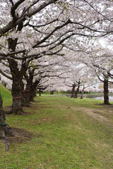Naklejka premium Cherry blossom, Hakodate, Hokkaido, Japan