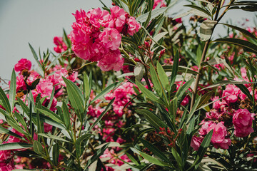 Oleander Pospolity (nerium Oleander) - obrazy, fototapety, plakaty