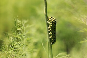 live caterpillar crawling in the garden