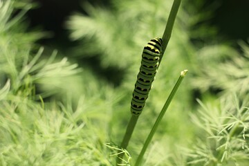 caterpillar on a leaf