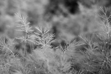 Typical dill growing in the garden in a black and white.