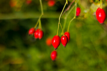red-orange bright rose hips on a branch with green leaves and a stem lit by the sun, taken close up against a background with bokeh