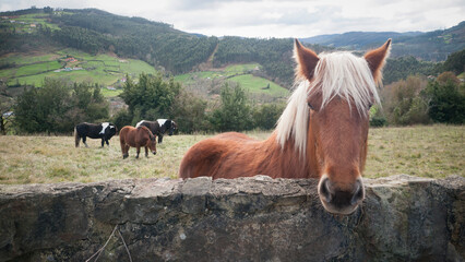 Caballo marrón junto a muro de piedra y tres al fondo en pradera de valle de Asturias