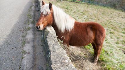 Caballo marrón y crin blanca junto a muro de carretera rural