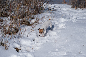 Jack Russell Terrier dog running through snowdrifts. 