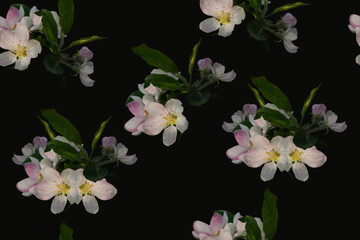 Pattern for print from flowers of apple tree