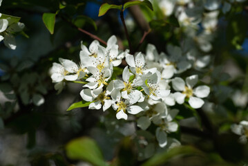 White wild pear blossom on a twig in a farm garden