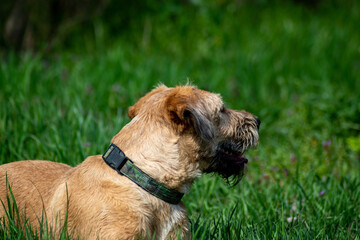 Brown fox terrier dog observing around on the meadow