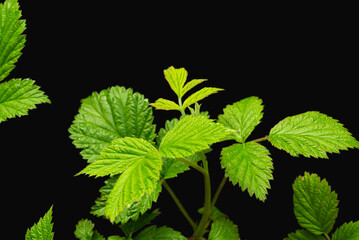 Studio photo of young leaves of a raspberry bush