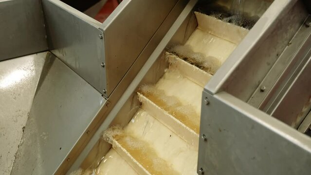 Washing of fresh raw fasolari molluscs with water on conveyor belt with steps at food processing plant workshop close view