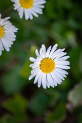 Obraz premium Tree wonderful chamomiles captured on the sunny day during spring season